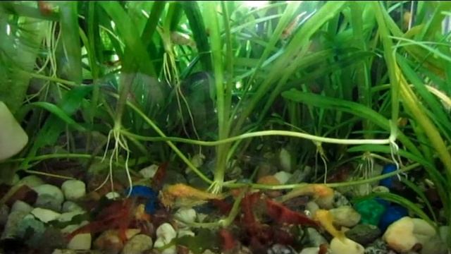 Креветки чери отличные дворники нашего аквариума смотреть онлайн