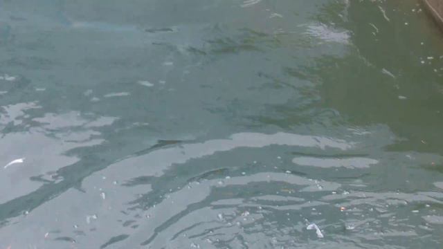 Герда играет с новой игрушкой 23.04.17 Новосибирский зоопарк смотреть онлайн