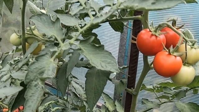 Томатное дерево. Миф или реальность? Честный обзор по выращиванию помидоров Спрут F1 на даче.
