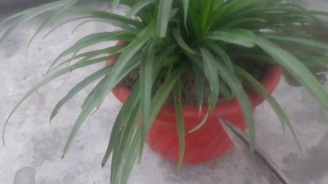 Spider Plant care\pruning смотреть онлайн