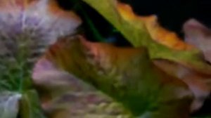 Бадис бадис или рыба-хамелеон (Badis badis [Hamilton, Buchanan, 1822]).