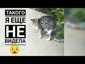 Выкинули котенка на трассукак сложилась его судьба?