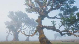Удивительные деревья которые видели очевидцы в описание которых сложно поверить .