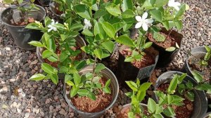 Wrightia antidysenterica Ceylon Jasmine Coral swirl Tellicherry bark, blooms non stop all year-roun