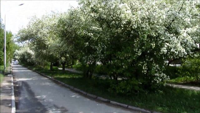 Цветение яблони или уральский ответ японскому празднику цветения сакуры смотреть онлайн