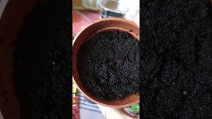 Гербера, Агапантус,Торения из семян ,посадка.