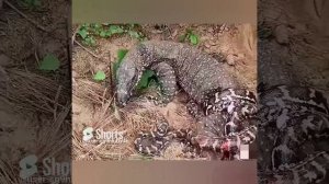 ВАРАН - СХВАТКА .1 ЧАСТЬ.