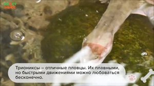 Все о черепахе трионикс
