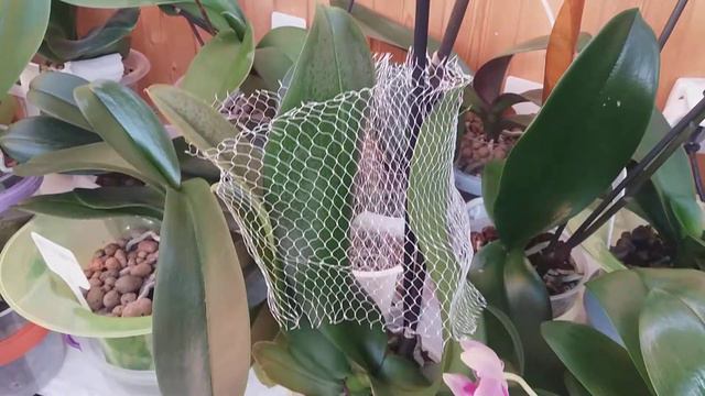 "Розовый дракон" 4 декабря 2020 г. смотреть онлайн