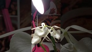 Brassavola nodosa "Panama".цветение и уход.мать и дочь