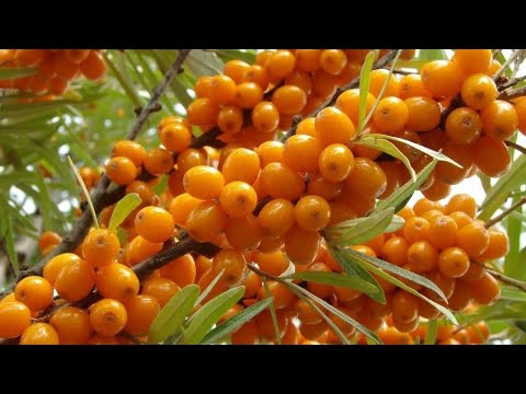 Порошок листа облепихи- оздоровление всего организма!!! 5qT0oFii7_w смотреть онлайн