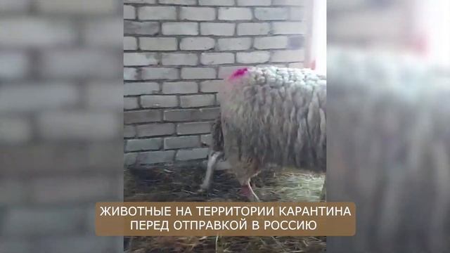 Молочные овцы Остфризской породы! Разведение Восточно-фризской породы! Овцеводство в России! смотреть онлайн