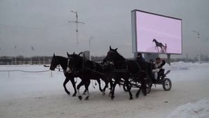 2022 01 24 ах вы кони мои вороные