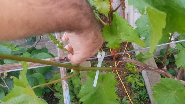 "Страдания" по молдове. смотреть онлайн