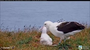 Live Royal Albatross. LGL's mom is back  - Королевский альбатрос. Мама LGL вернулась.