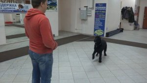 Ризеншнауцер Шерри. Занятие по дрессировке: команда Назад. Тольятти, 27 февраля 2018.