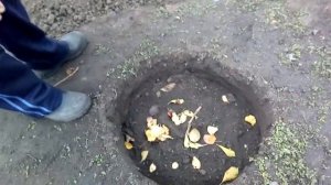 Укрытие однолетних саженцев винограда на зиму!