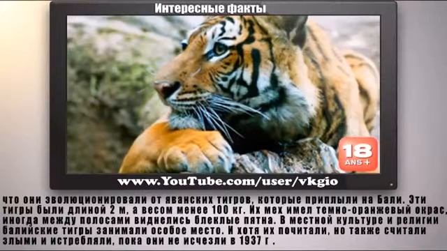 Животные   карлики