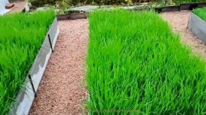 СИДЕРАТЫ осенью. Как улучшить почву без перекопки и без лишних хлопот.