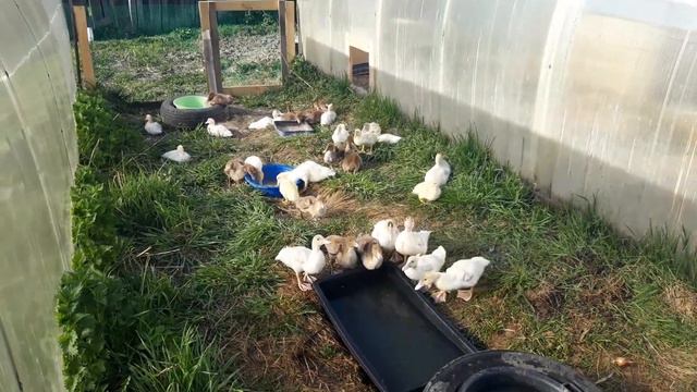 Индоутки возраст 1 месяц, летний выгул, купание индоуток.