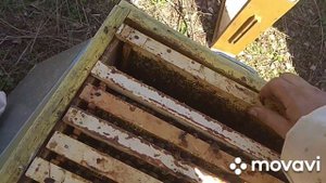 Срочно расширяю семьи бакфаст 6.05.22.Подсиливаю слабые отводки.