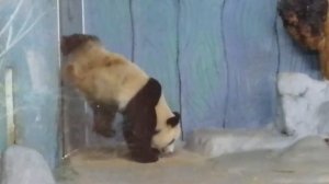 Панда на Хайнане, январь 2019 г.