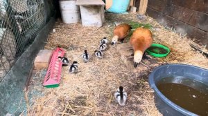 Ruddy Shelduck. Красная утка Огарь. Забота о птенцах