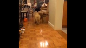 Самое Смешное Видео Про Кошек ? ? #34