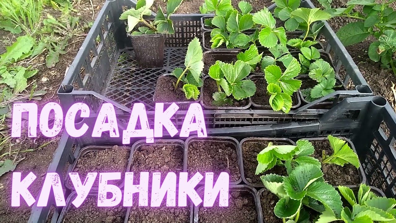 Сажайте клубничные усы правильно. Секреты посадки клубники