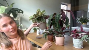 Обзор комнатных растений. Моя коллекция калатей.