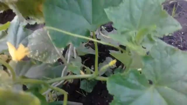 Как я огурцы АПРЕЛЬСКИЕ оставляю на семена. 22.07.2018г. смотреть онлайн