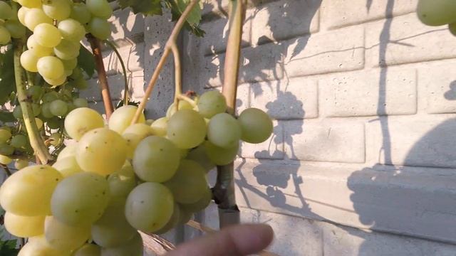Сорт винограда "галбена ноу" смотреть онлайн