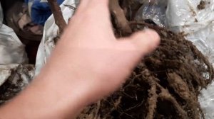 Продажа саженцев Шарафуги, Бербанк Гигант, Озарк Премьер, Байрон Голд, Киргизская Зимняя