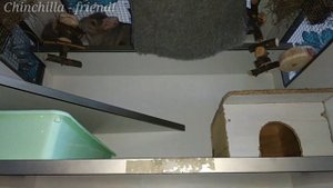 Замена погрызушек у шиншилл
