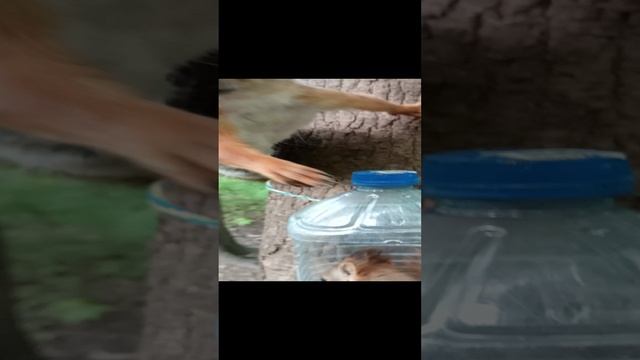 Бельчонок ругается