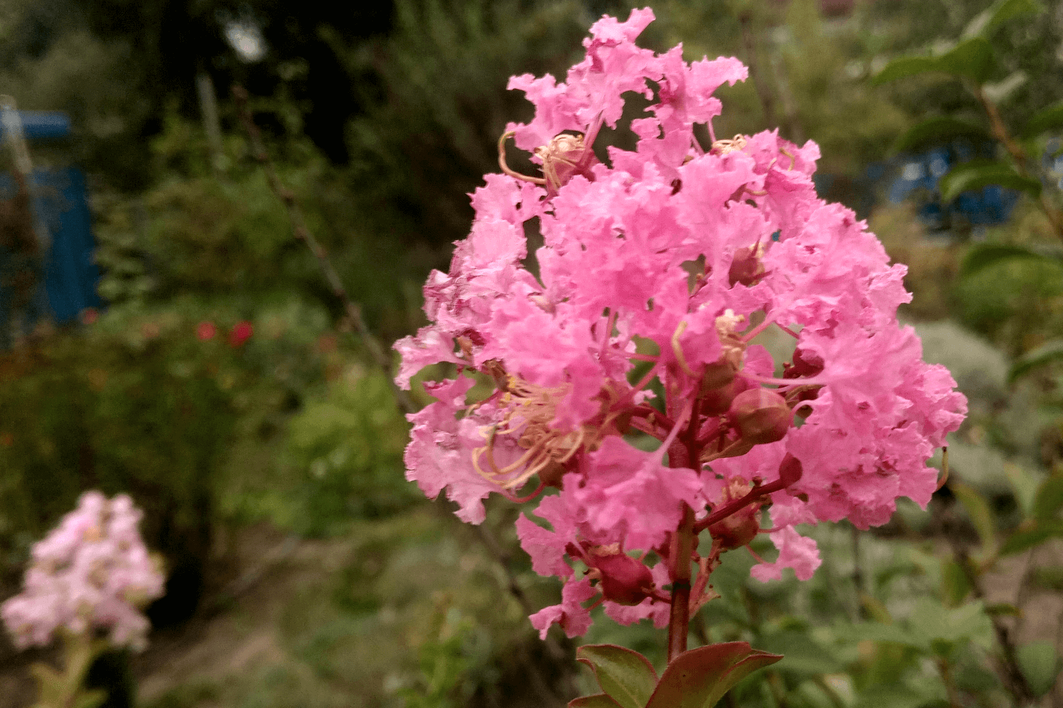 Лагерстремия индийская осенью (Lagerstroemia indica in autumn)