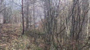 Работа лаек по кабану.