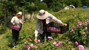 В горах Сочи собирают дамасскую розу