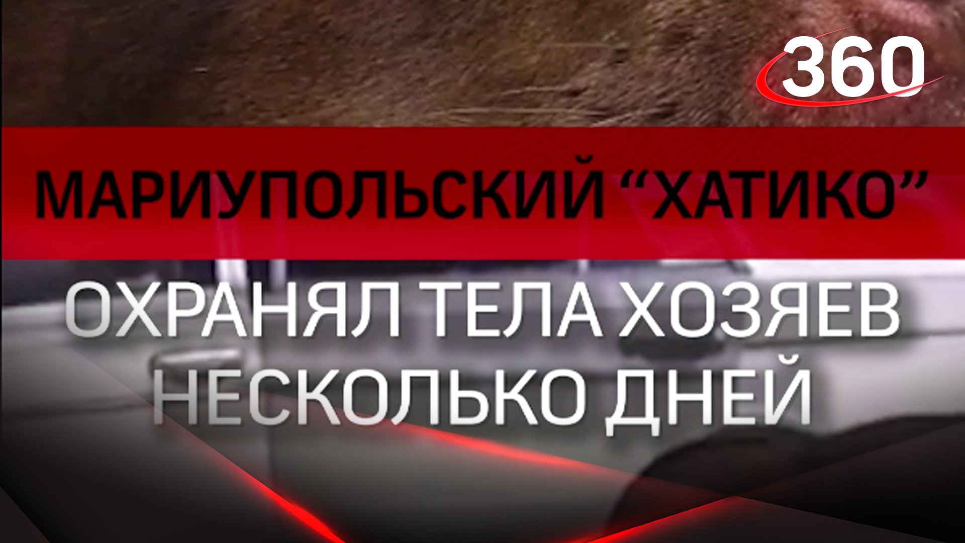 Мариупольский "Хатико" охранял тела хозяев несколько дней