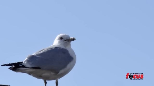 Sony H200 Review смотреть онлайн