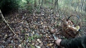 Грибы осенью (выход в лес за грибами)
