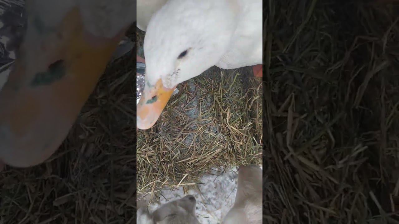 Подкормка минералами и одновременно лечение, детокс для уток #лошади, быков, овец, кроликов, людей