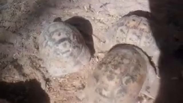 Черепаха самец смотреть онлайн