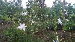 Новелла Матвеева Она умеет превращаться