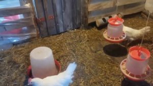 Куры-несушки. Содержание и уход.