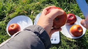 ЯБЛОНЯ ЛИБЕРТИ / Apple Liberti
