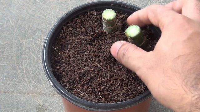 2 Simplest Ideas to Grow Dieffenbachia from Cuttings [in Soil & Water] смотреть онлайн