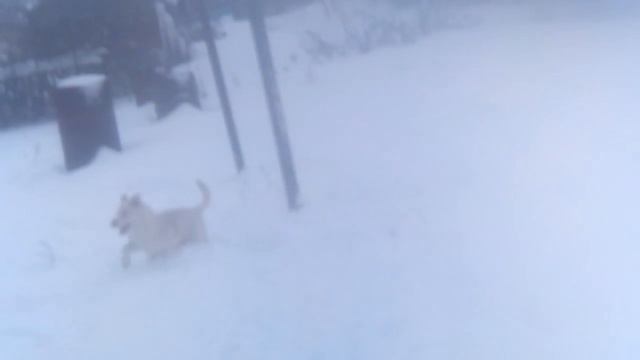 Собаки играют