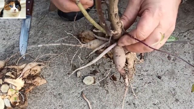 Когда выкапывать георгины осенью на зиму и как сохранить до весны