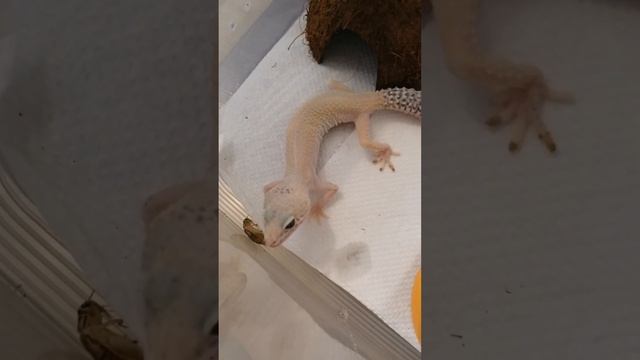 Кормление эублефара Эбби? смотреть онлайн